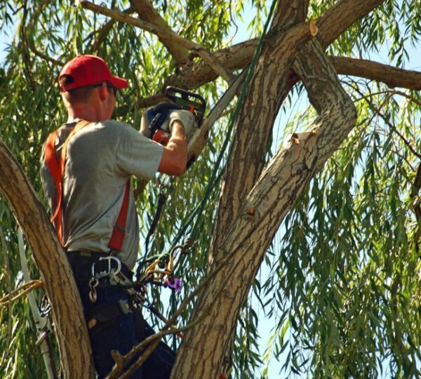 Tree Trimming and Pruning