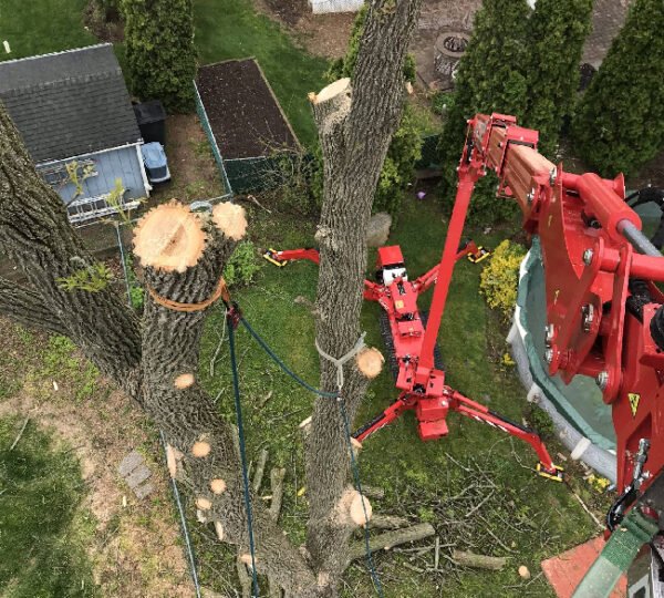 Tree Removal