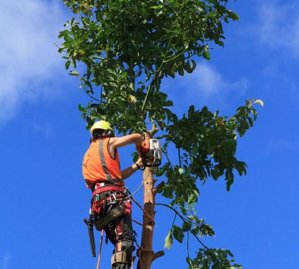 Emergency Tree Services