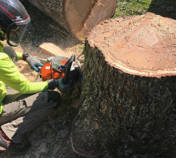 Stump Grinding and Removal