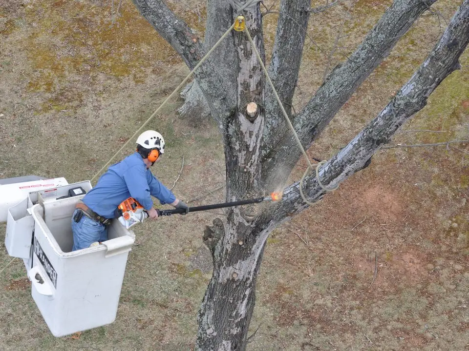 Climber in the bucket pruning a limb with a pole saw