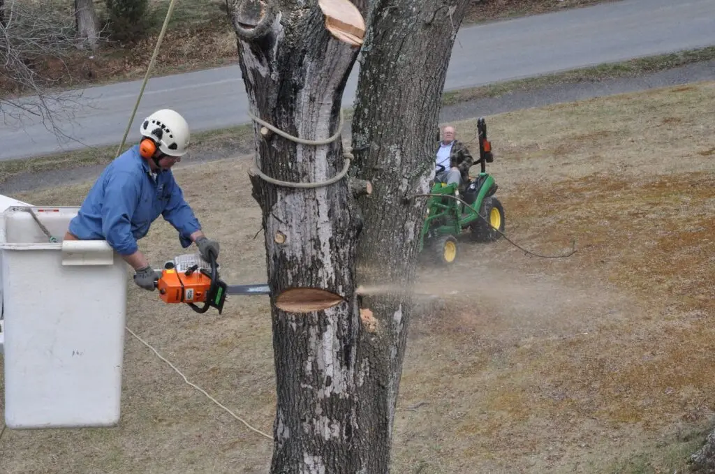 Climber in the bucket cutting a trunk section with a chainsaw