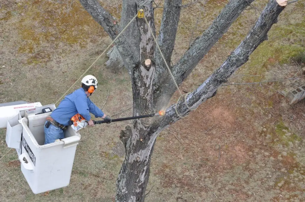 Climber in the bucket pruning a limb with a pole saw