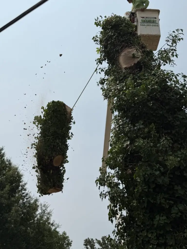 A tree section being lowered from the bucket
