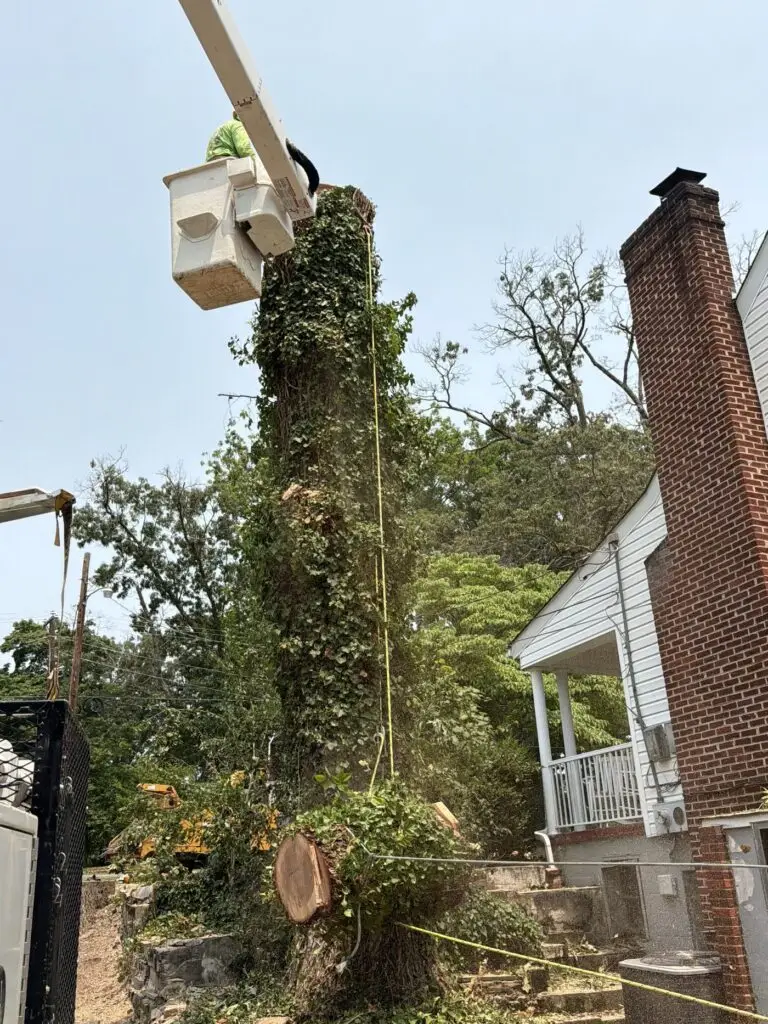 Bucket truck working on a large ivy-covered tree beside a house