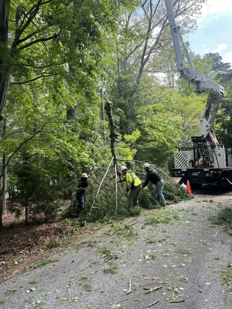 Crew clearing a felled tree from a driveway