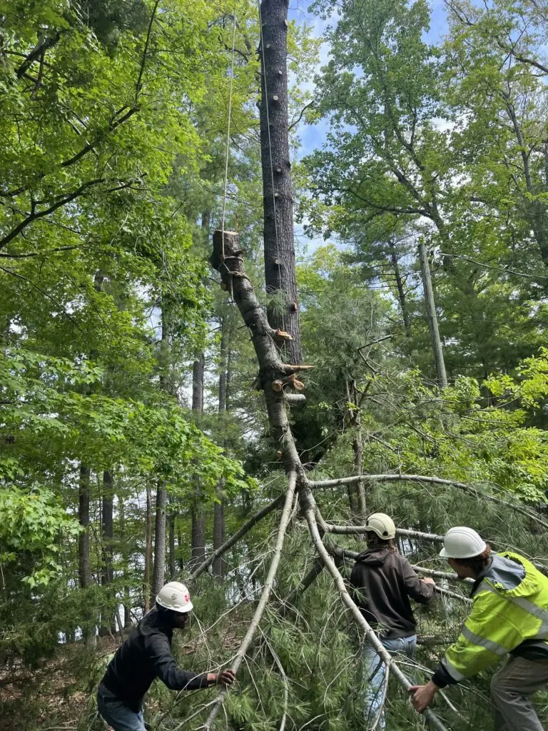 Crew taking down a tree in the woods