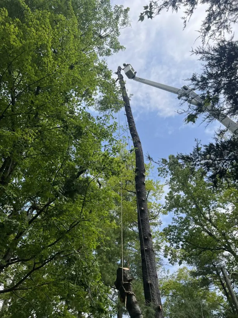Climber working high in a tall pine