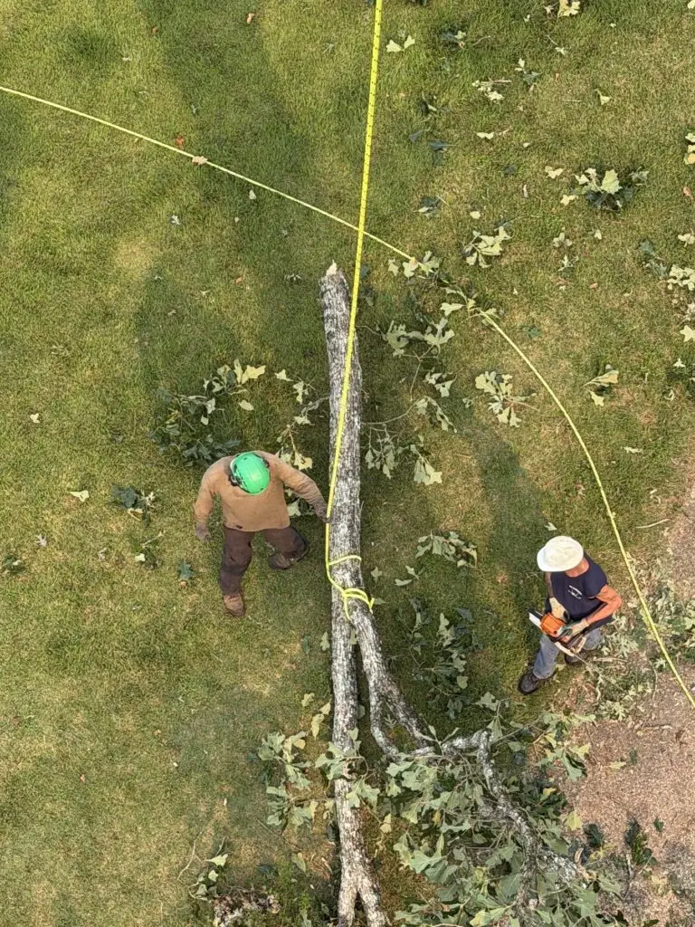 Crew felling a tree, seen from above