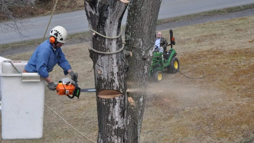 Climber in the bucket cutting a trunk section with a chainsaw