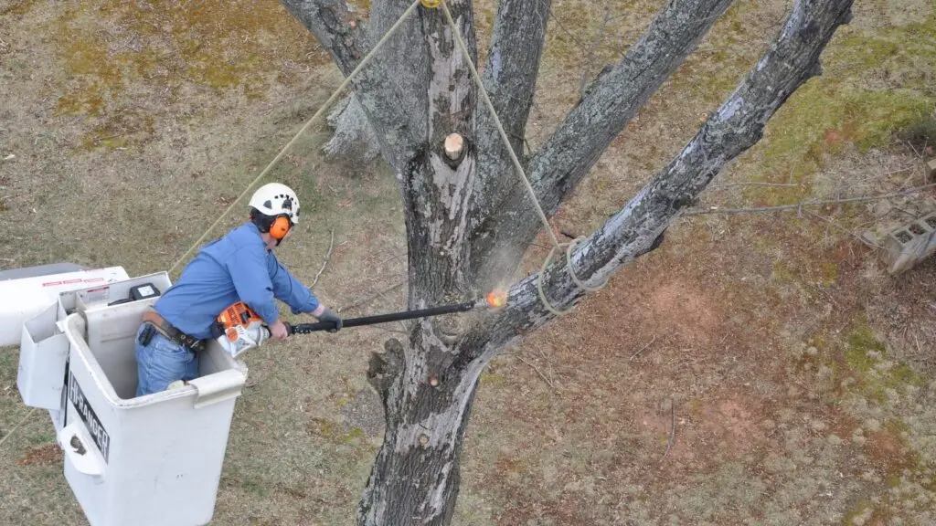Climber in the bucket pruning a limb with a pole saw