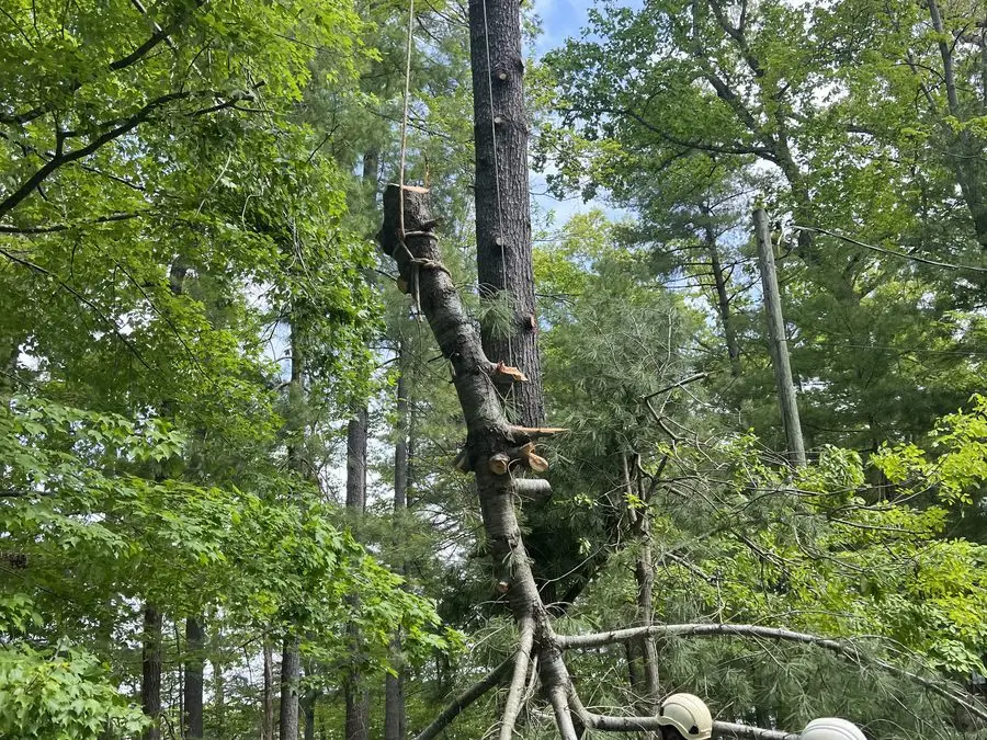 Crew taking down a tree in the woods