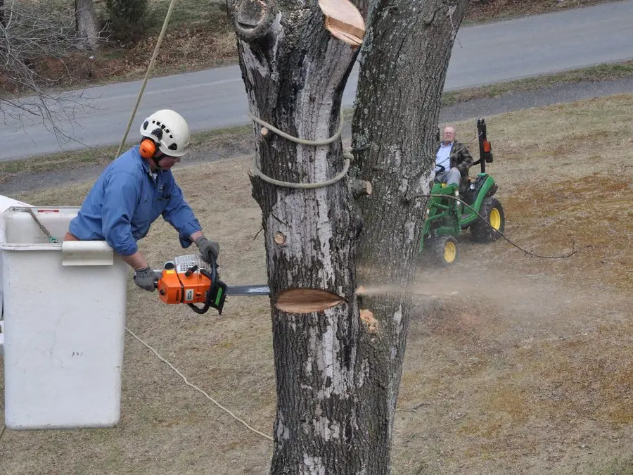 Climber in the bucket cutting a trunk section with a chainsaw
