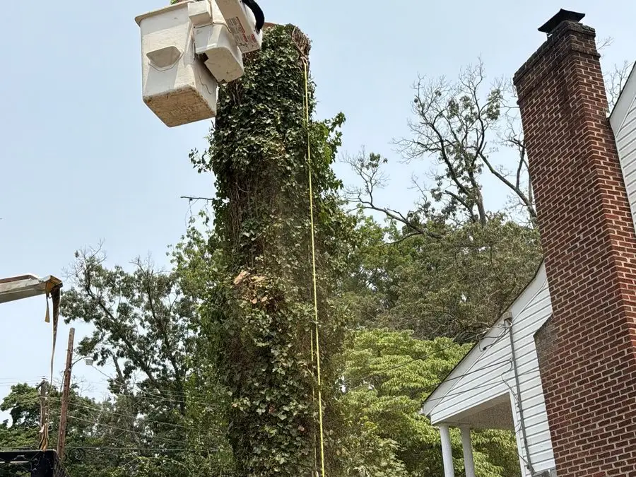 Bucket truck working on a large ivy-covered tree beside a house