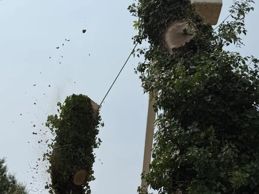 A tree section being lowered from the bucket