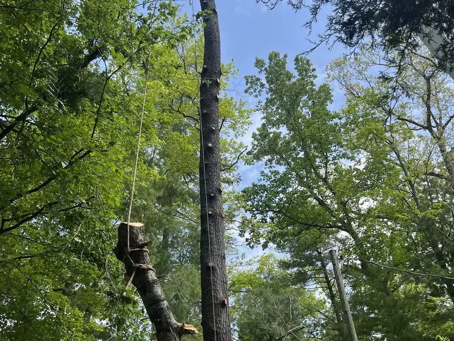 Crew working a removal in a wooded lot