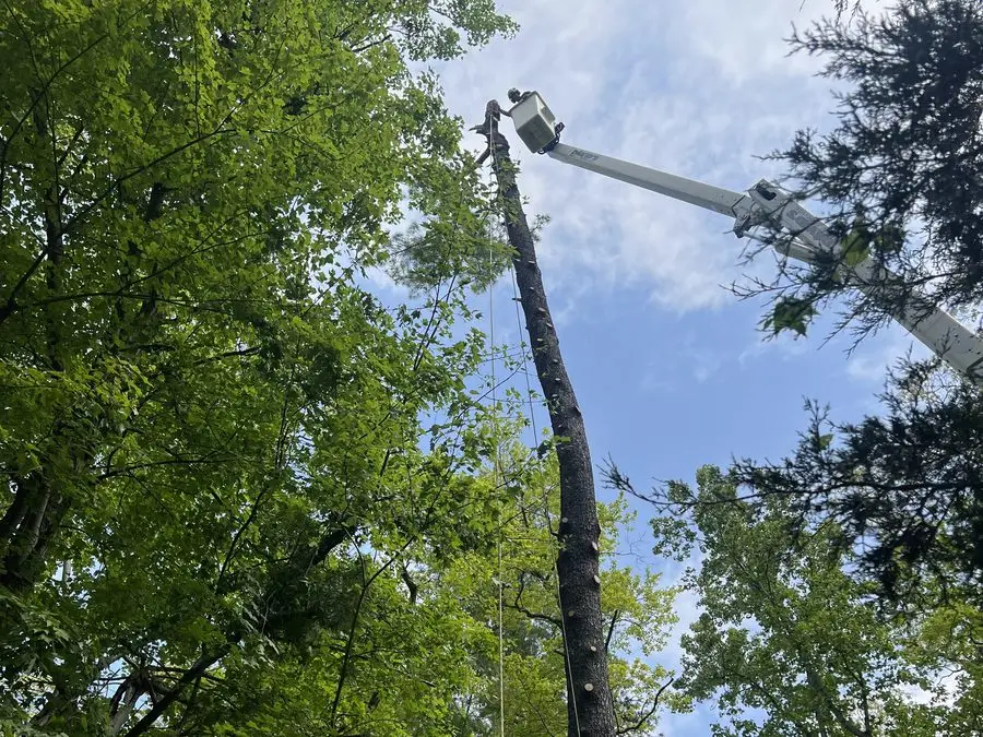 Climber working high in a tall pine