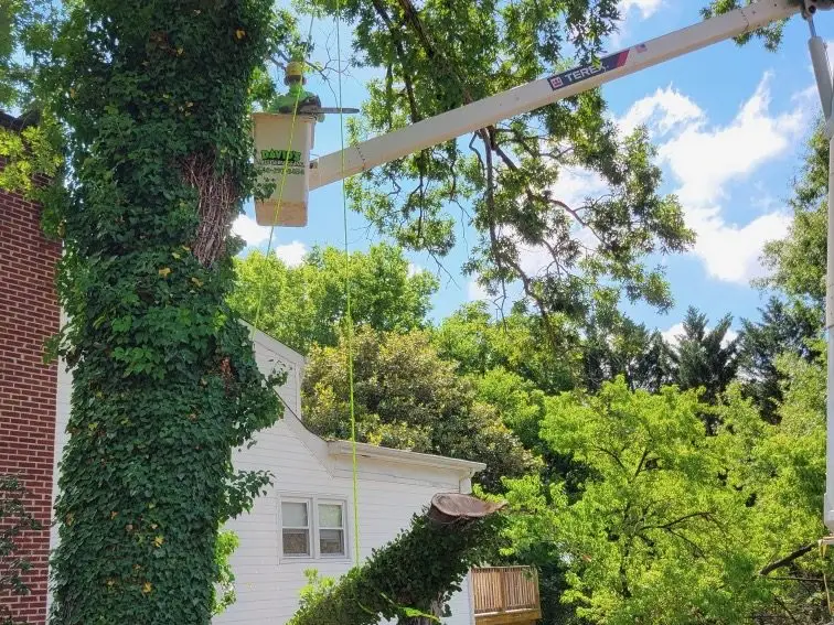 Bucket raised beside an ivy-covered trunk